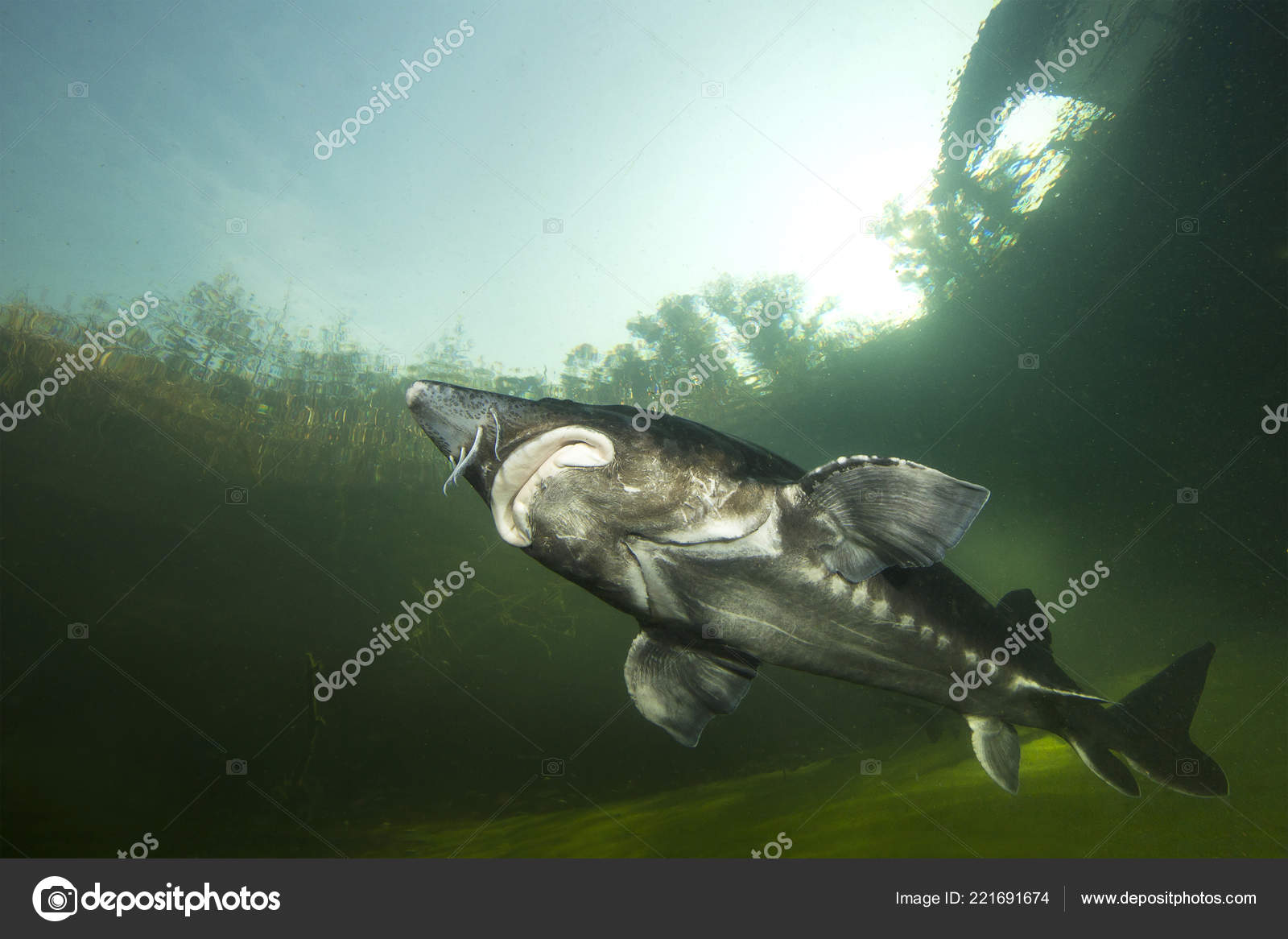 biggest fish beluga huso