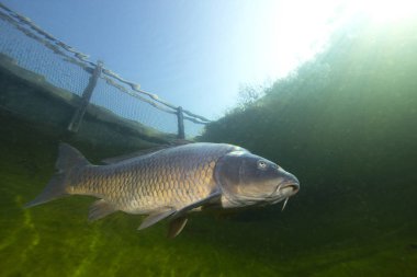 Tatlı su balık sazan (Cyprinus carpio) güzel temiz Lirası yüzme. Göldeki su altı atış. Vahşi yaşam hayvan. Güzel arka plan ile doğa ortamlarında sazan. Sualtı fotoğrafçılığı.