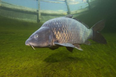 Tatlı su balık sazan (Cyprinus carpio) güzel temiz Lirası yüzme. Göldeki su altı atış. Vahşi yaşam hayvan. Güzel arka plan ile doğa ortamlarında sazan. Sualtı fotoğrafçılığı.
