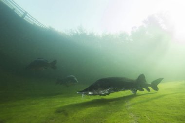 En büyük balık Beluga, Huso huso nehirde yüzme. Sualtı fotoğrafçılığı. Tatlı su balığı mersin balığı doğaya yüzme. Akvaryumda balık. Güzel arka plan. Denizde yaşamak. Büyük mersin balığı.