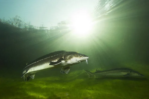 Freshwater Fish Russian Sturgeon Acipenser Gueldenstaedti Beautiful Clean River Underwater — Stock Photo, Image