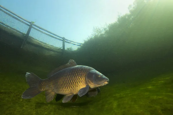 Tatlı su balık sazan (Cyprinus carpio) güzel temiz Lirası yüzme. Göldeki su altı atış. Vahşi yaşam hayvan. Güzel arka plan ile doğa ortamlarında sazan. Sualtı fotoğrafçılığı.