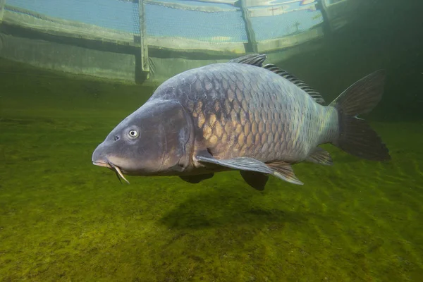 Tatlı Balık Sazan Cyprinus Carpio Güzel Temiz Lirası Yüzme Göldeki — Stok fotoğraf