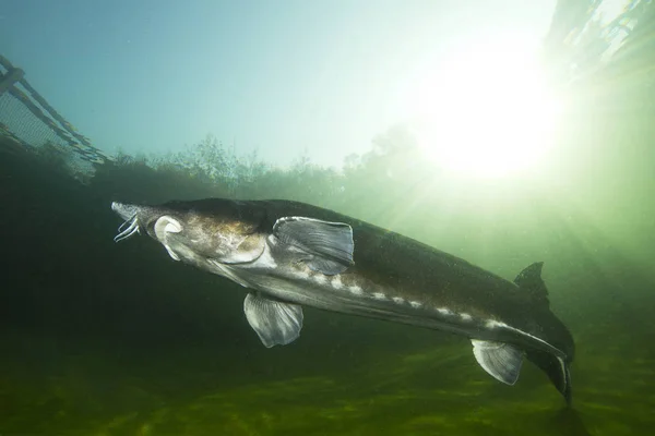 Biggest Fish Beluga Huso Huso Swimming River Underwater Photography Freshwater — Stock Photo, Image