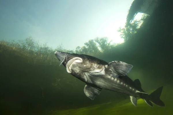 Maior Peixe Beluga Huso Huso Nadando Rio Fotografia Subaquática Esturjão — Fotografia de Stock