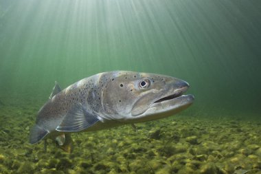 Ortak huchen güzel nehirde yüzme (Hucho hucho). Güzel salmonid balık fotoğrafı kapatın. Sualtı fotoğrafçılığı vahşi doğada. Dağ dere habitat.
