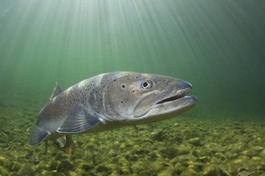 Common huchen (Hucho hucho) swimming in nice river. Beautiful salmonid fish in close up photo. Underwater photography in wild nature. Mountain creek habitat. clipart