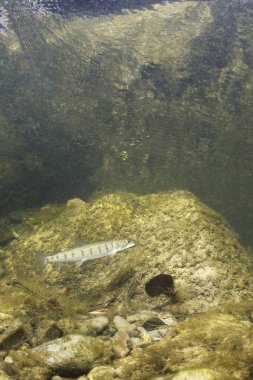 Ortak huchen güzel nehirde yüzme (Hucho hucho). Güzel salmonid balık fotoğrafı kapatın. Sualtı fotoğrafçılığı vahşi doğada. Dağ dere habitat.