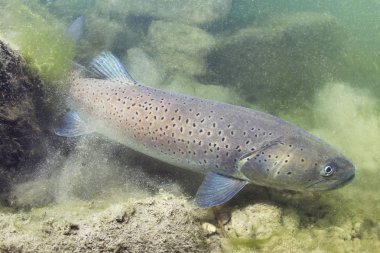 Ortak huchen güzel nehirde yüzme (Hucho hucho). Güzel salmonid balık fotoğrafı kapatın. Sualtı fotoğrafçılığı vahşi doğada. Dağ dere habitat.