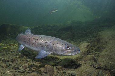 Ortak huchen güzel nehirde yüzme (Hucho hucho). Güzel salmonid balık fotoğrafı kapatın. Sualtı fotoğrafçılığı vahşi doğada. Dağ dere habitat.