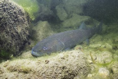 Ortak huchen güzel nehirde yüzme (Hucho hucho). Güzel salmonid balık fotoğrafı kapatın. Sualtı fotoğrafçılığı vahşi doğada. Dağ dere habitat.