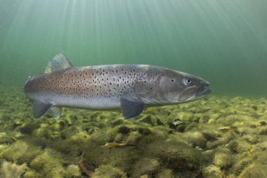Ortak huchen güzel nehirde yüzme (Hucho hucho). Güzel salmonid balık fotoğrafı kapatın. Sualtı fotoğrafçılığı vahşi doğada. Dağ dere habitat.