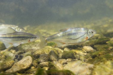 Tatlı su balığı ızgara golyan balığı (Alburnoides bipunctatus) sualtı fotoğraf. Temiz su ve doğa ortamlarında golyan balığı. Doğal ışık. Göl ve nehir yaşam. Vahşi hayvan. Balık sualtı fotoğraf.