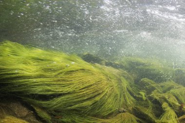 Nehir sualtı kayalar üzerine sığ nehir yatağı temiz su ile. Sualtı sahne, yosun, dağ nehir temizlik. Sualtı Nehri habitat. Küçük akarsu çakıl ile.