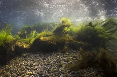 Nehir sualtı kayalar üzerine sığ nehir yatağı temiz su ile. Sualtı sahne, yosun, dağ nehir temizlik. Sualtı Nehri habitat. Küçük akarsu çakıl ile.
