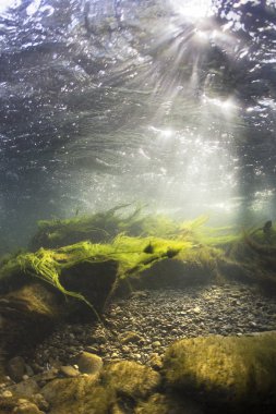 Nehir sualtı kayalar üzerine sığ nehir yatağı temiz su ile. Sualtı sahne, yosun, dağ nehir temizlik. Sualtı Nehri habitat. Küçük akarsu çakıl ile.