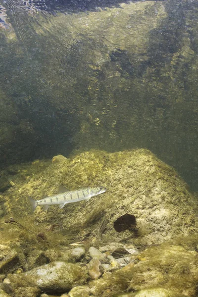 Huchen 哲罗哲罗 在尼斯河游泳 美丽的鲑鱼鱼在特写照片 野生自然水下摄影 山溪栖息地 — 图库照片