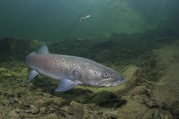 Ortak huchen güzel nehirde yüzme (Hucho hucho). Güzel salmonid balık fotoğrafı kapatın. Sualtı fotoğrafçılığı vahşi doğada. Dağ dere habitat.