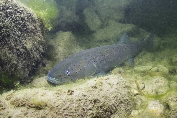 Common Huchen Hucho Hucho Swimming Nice River Beautiful Salmonid Fish — Stock Photo, Image