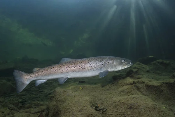 Ortak huchen güzel nehirde yüzme (Hucho hucho). Güzel salmonid balık fotoğrafı kapatın. Sualtı fotoğrafçılığı vahşi doğada. Dağ dere habitat.