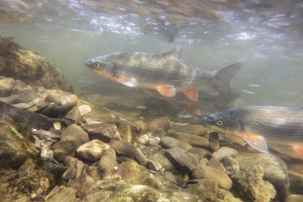 美しいきれいな川で Nase Chondrostoma 川の生息地で水中撮影 野生生物動物 素敵な背景の自然の生息地で産卵 Nase — ストック写真