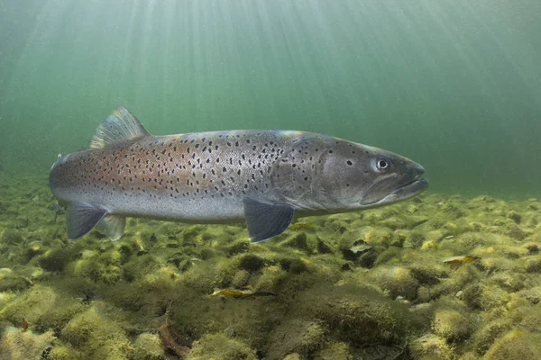 Ortak huchen güzel nehirde yüzme (Hucho hucho). Güzel salmonid balık fotoğrafı kapatın. Sualtı fotoğrafçılığı vahşi doğada. Dağ dere habitat.