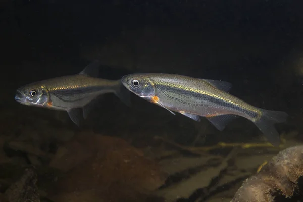 Tatlı su balığı ızgara golyan balığı (Alburnoides bipunctatus) sualtı fotoğraf. Temiz su ve doğa ortamlarında golyan balığı. Doğal ışık. Göl ve nehir yaşam. Vahşi hayvan. Balık sualtı fotoğraf.