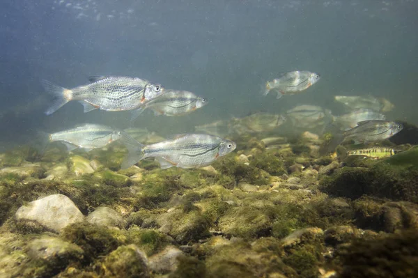 Freshwater Fish Riffle Minnow Alburnoides Bipunctatus Underwater Photography Minnow Clean — Stock Photo, Image