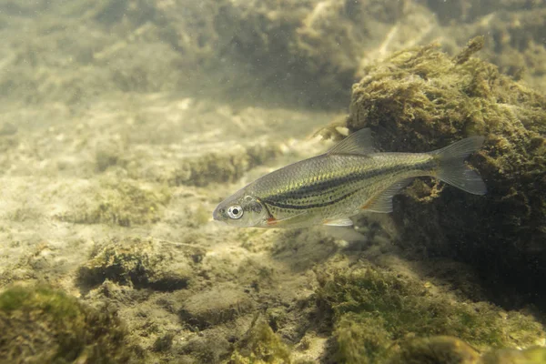 淡水魚瀬ミノー Alburnoides と温度の作用 の水中写真 きれいな水と自然の生息地でのオイカワの 自然光 湖や川の生息地 野生動物 魚の水中写真 — ストック写真