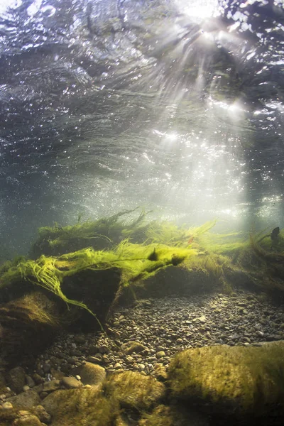 Nehir sualtı kayalar üzerine sığ nehir yatağı temiz su ile. Sualtı sahne, yosun, dağ nehir temizlik. Sualtı Nehri habitat. Küçük akarsu çakıl ile.