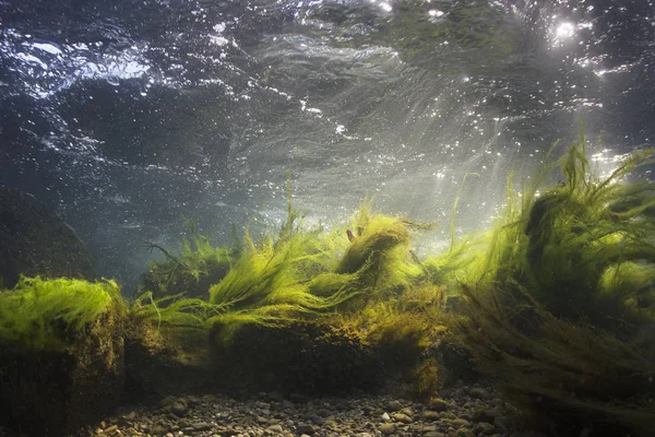 Nehir sualtı kayalar üzerine sığ nehir yatağı temiz su ile. Sualtı sahne, yosun, dağ nehir temizlik. Sualtı Nehri habitat. Küçük akarsu çakıl ile.
