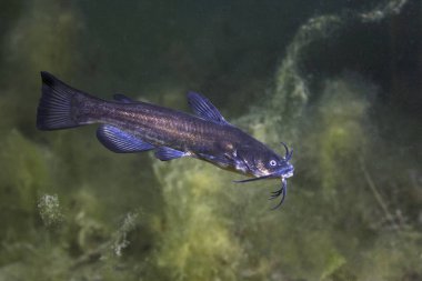 Bullhead yayın balığı (Ameiurus melas) sualtı fotoğraf siyah. Temiz su ve doğa ortamlarında tatlı su balığı. Doğal ışık. Göl ve nehir yaşam. Vahşi hayvan.