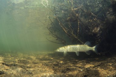 Tatlı su balık Kuzey pike (Esox lucius) güzel Lirası temiz. Su altında güzel uygunluğunu ve doğal ışık ile vurdu. Vahşi yaşam hayvan. Sualtı dünyası.