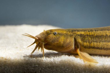 Hava loach (Misgurnus fossilis) içinde belgili tanımlık akvaryum. Sualtı çekim nadir freshwaterfish. Güzel hayvan. Weatherfish sualtı fotoğrafçılığı güzel arka plan ile.