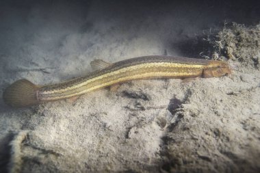 Güzel temiz su birikintisi içinde hava loach (Misgurnus fossilis). Göldeki su altı atış. Vahşi yaşam hayvan. Weatherfish güzel arka plan ile doğa ortamlarında sualtı fotoğrafçılığı.