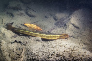 Güzel temiz su birikintisi içinde hava loach (Misgurnus fossilis). Göldeki su altı atış. Vahşi yaşam hayvan. Weatherfish güzel arka plan ile doğa ortamlarında sualtı fotoğrafçılığı.