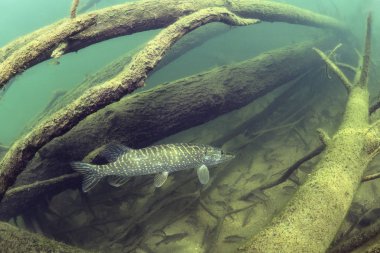 Tatlı su balık Kuzey pike (Esox lucius) güzel Lirası temiz. Su altında güzel uygunluğunu ve doğal ışık ile vurdu. Vahşi yaşam hayvan. Sualtı dünyası.