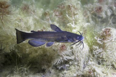 Bullhead yayın balığı (Ameiurus melas) sualtı fotoğraf siyah. Temiz su ve doğa ortamlarında tatlı su balığı. Doğal ışık. Göl ve nehir yaşam. Vahşi hayvan.
