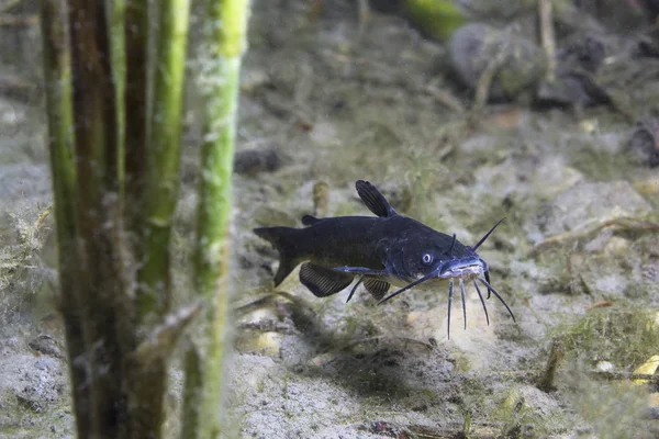 Catfish Cabeza Toro Negro Ameiurus Melas Fotografía Submarina Peces Agua — Foto de Stock