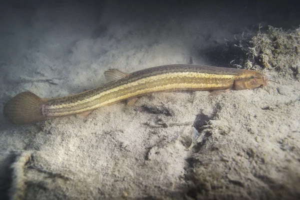 Güzel temiz su birikintisi içinde hava loach (Misgurnus fossilis). Göldeki su altı atış. Vahşi yaşam hayvan. Weatherfish güzel arka plan ile doğa ortamlarında sualtı fotoğrafçılığı.