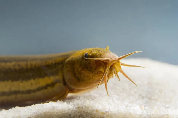 Hava loach (Misgurnus fossilis) içinde belgili tanımlık akvaryum. Sualtı çekim nadir freshwaterfish. Güzel hayvan. Weatherfish sualtı fotoğraf güzel arka plan ile. Yakın çekim.