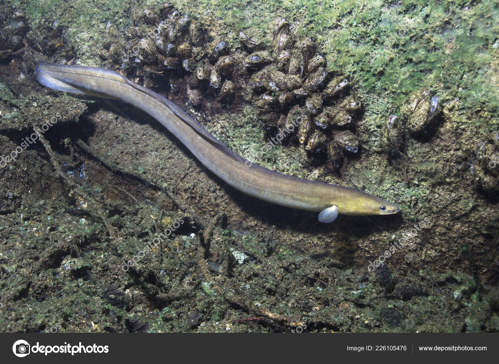 Eel Fish Anguilla Anguilla Beautiful Clean River Underwater Shot River Stock Photo By C Rostislavstefanek Seznam Cz
