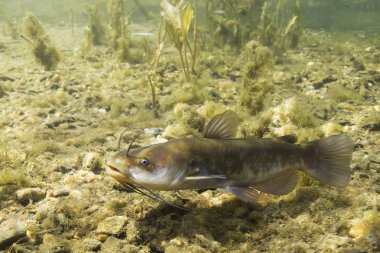 Brown Bullhead yayın balığı (Ameiurus nebulosus) sualtı fotoğraf. Temiz su ve doğa ortamlarında tatlı su balığı. Doğal ışık. Göl ve nehir yaşam. Vahşi hayvan.