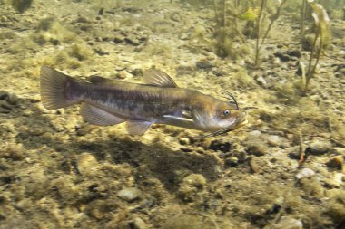 Brown Bullhead yayın balığı (Ameiurus nebulosus) sualtı fotoğraf. Temiz su ve doğa ortamlarında tatlı su balığı. Doğal ışık. Göl ve nehir yaşam. Vahşi hayvan.