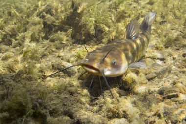 Brown Bullhead yayın balığı (Ameiurus nebulosus) sualtı fotoğraf. Temiz su ve doğa ortamlarında tatlı su balığı. Doğal ışık. Göl ve nehir yaşam. Vahşi hayvan.