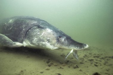 Sualtı fotoğrafçılığı en büyük balık Beluga, Huso huso nehirde yüzme. Güzel nehir habitat. Tatlı su balığı mersin balığı doğaya yüzme. Vahşi yaşam hayvan. Güzel arka plan. Denizde yaşamak. 
