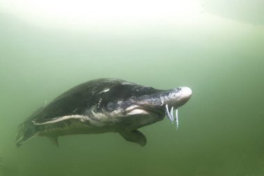 Sualtı fotoğrafçılığı en büyük balık Beluga, Huso huso nehirde yüzme. Güzel nehir habitat. Tatlı su balığı mersin balığı doğaya yüzme. Vahşi yaşam hayvan. Güzel arka plan. Denizde yaşamak. 