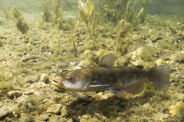 Brown Bullhead yayın balığı (Ameiurus nebulosus) sualtı fotoğraf. Temiz su ve doğa ortamlarında tatlı su balığı. Doğal ışık. Göl ve nehir yaşam. Vahşi hayvan.