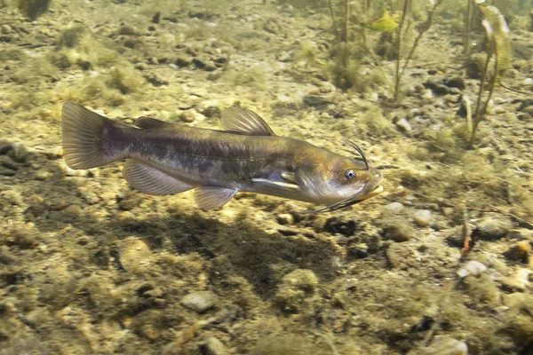 ブラウン ブルヘッド ナマズ Ameiurus カスミサンショウウオ 水中写真 きれいな水と自然の生息地の淡水魚 自然光 湖や川の生息地 野生動物 — ストック写真