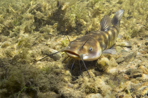Brown Bullhead Catfish Ameiurus Nebulosus Undervattensfotografering Sötvattensfisk Rent Vatten Och — Stockfoto